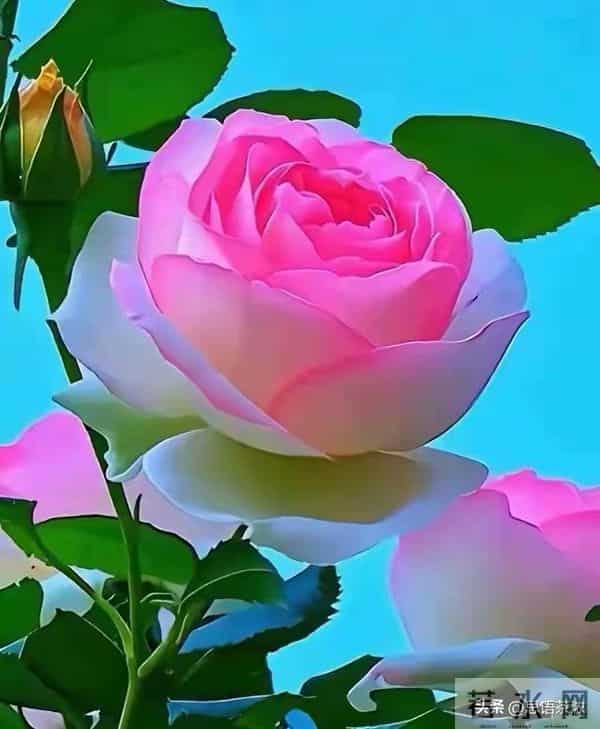 情感:女人过中年,最渴望的“肉麻”行为竟然是这些!