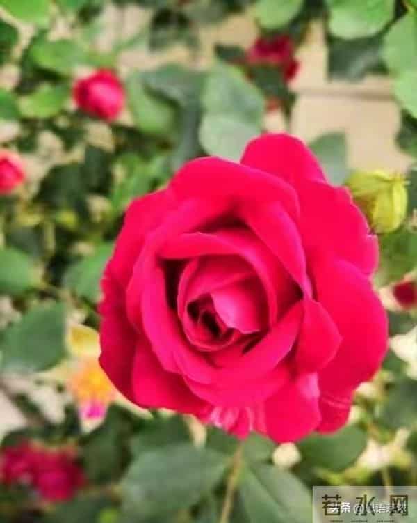 情感:女人过中年,最渴望的“肉麻”行为竟然是这些!