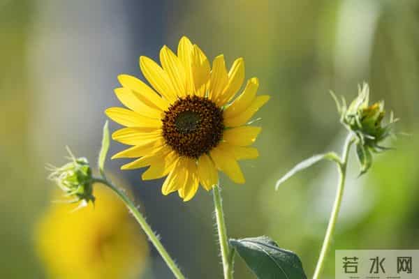 如果别人说你坏话，聪明的你会这样做，就赢了