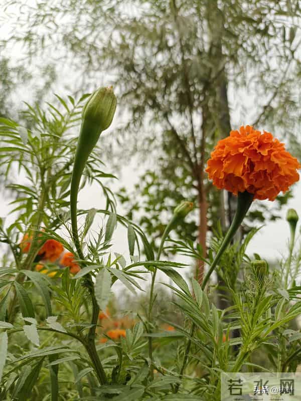 妈妈的任务(十六)