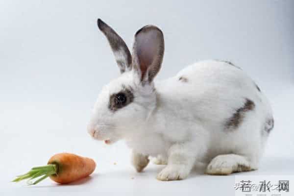 卯兔,12月7日至9日最大的“坎”,可能不是事,而是人