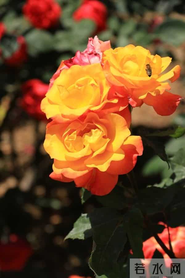 射手座2026年运势：好运躺赢，压力集中在感情和钱包