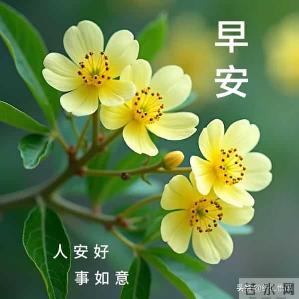 早安，愿你今天所遇皆善意，所求皆顺遂