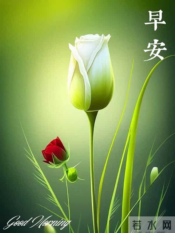 玫语晨光,早安无恙