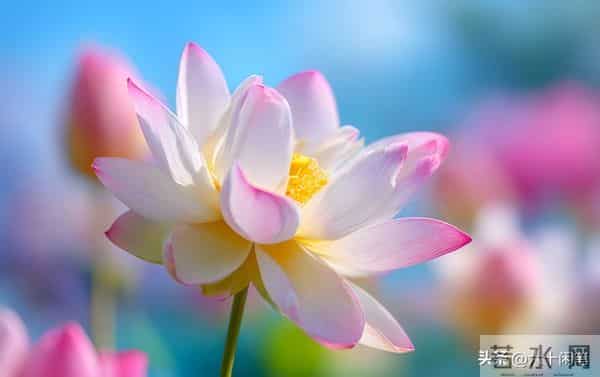 爱自己，还是自己终极的修行，活通透了，万物皆是风景