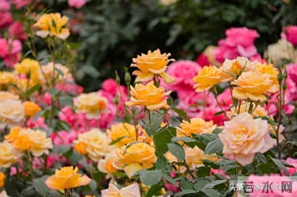 两性关系:男人得懂,女人无论年龄多大,都渴望有人陪!