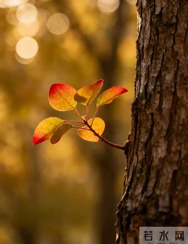 人生最顶级的活法,是学会给内心“做减法”