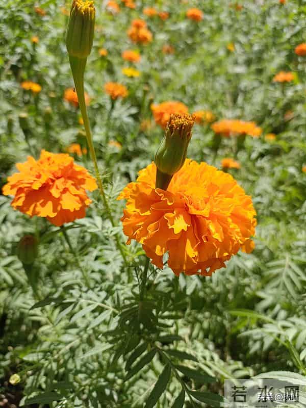 妈妈的任务(十六)