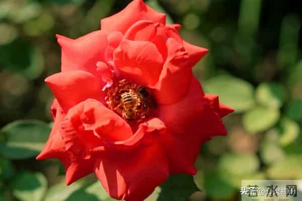 女人爱不爱你，根本不用试探！看这2点，准确率99%