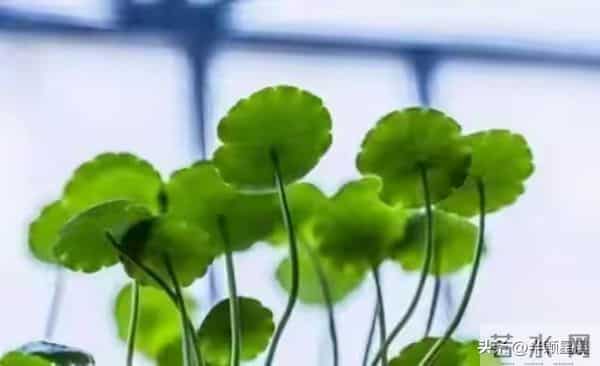 父亲过世十二年后，我才明白：人到中年，没有必要和老人住在一起