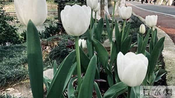 女人被你“搞定”后，藏不住的信号：不是主动，而是“不拒绝”