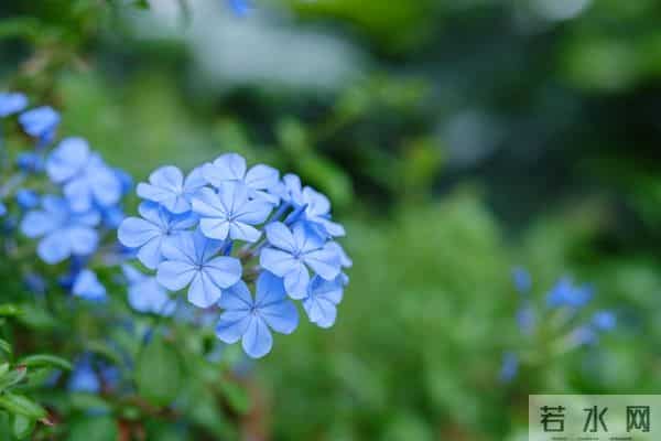 别让“蚊子”搅乱你的大象人生——认知升级，情绪自洽的生活智慧