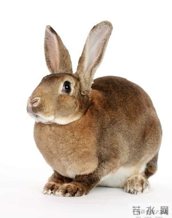 卯兔,12月7日至9日最大的“坎”,可能不是事,而是人