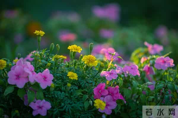 遇见你,三生有幸,想念你,情深一生