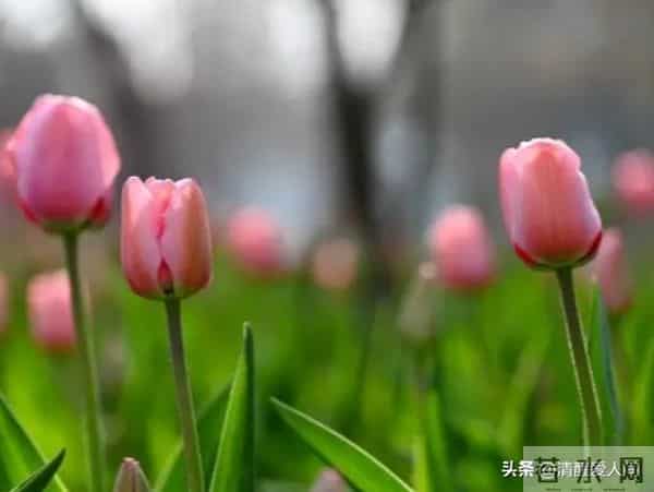 人性真相:女人问的2个问题,其实是在“倒追”你(男人别傻等)