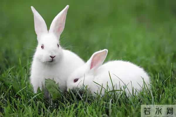 属兔人别划走！最难的坎已过，3招接住顺境