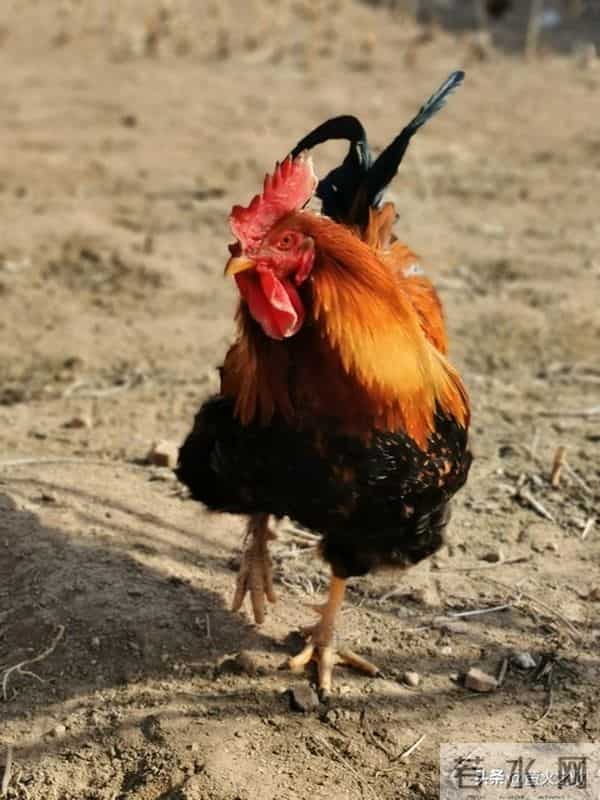 酉鸡:12月5号、7号,尤其是7号,是你人生中罕见的转机窗口