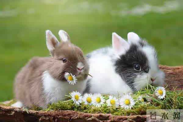 属兔人别划走！最难的坎已过，3招接住顺境
