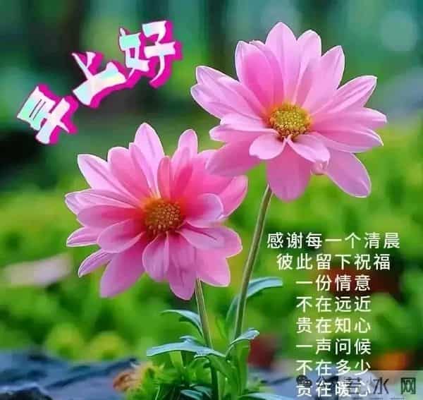 早上好问候祝福图片分享｜阳光暖暖，祝福甜甜！早安快乐！