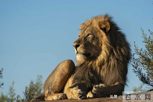 看看朋友最多,社交能力最强大的三大是座