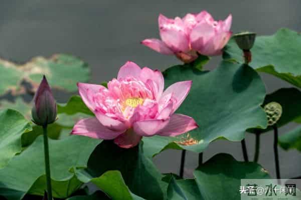 爱自己，还是自己终极的修行，活通透了，万物皆是风景