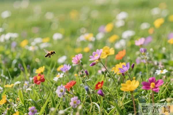 别让“蚊子”搅乱你的大象人生——认知升级，情绪自洽的生活智慧