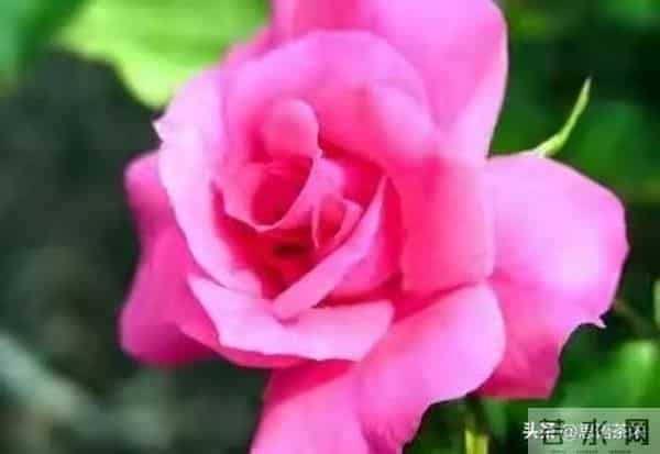 情感:女人过中年,最渴望的“肉麻”行为竟然是这些!