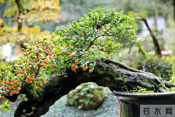 老了才明白，最幸福的往往是这三种老人，第一种就很少见