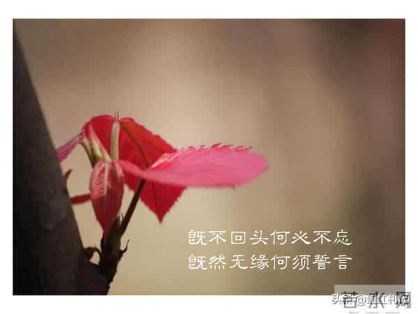 既然无缘，何须誓言。