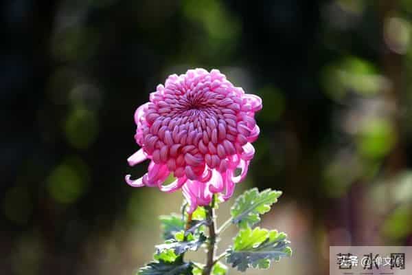 活得通透的女人，才懂何为真正的爱情，她们明白这两点