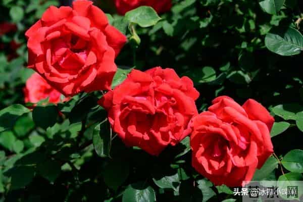 两性关系:男人得懂,女人无论年龄多大,都渴望有人陪!