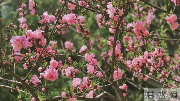 女人被你“搞定”后，藏不住的信号：不是主动，而是“不拒绝”