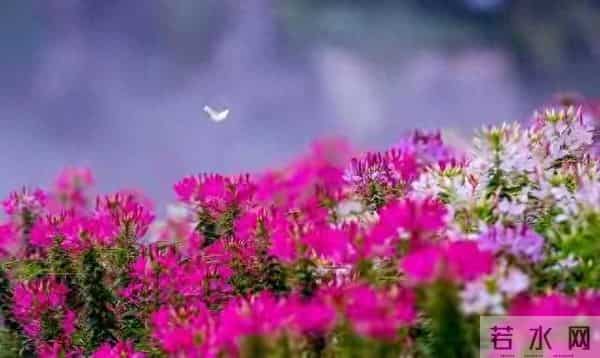 女人想男人到极致时，忍不住做这3件事！第2个太真实了