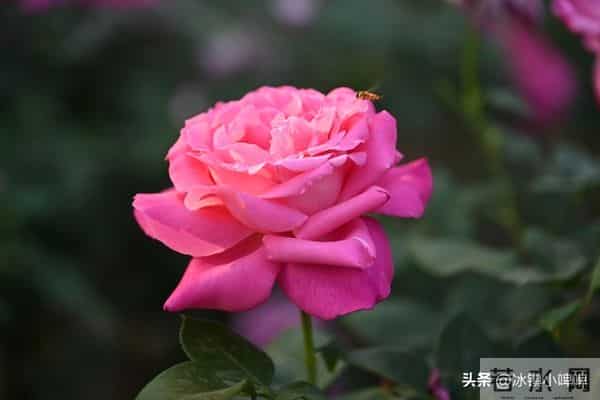 两性关系:男人得懂,女人无论年龄多大,都渴望有人陪!