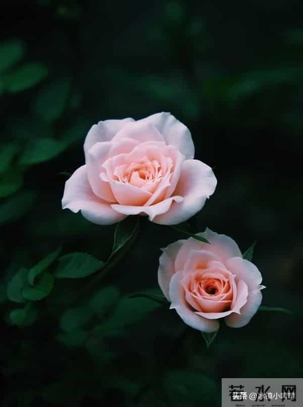 两性关系:男人得懂,女人无论年龄多大,都渴望有人陪!