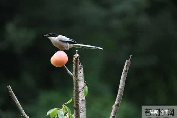 打今儿起,霉运滚蛋!往后指定全是顺风顺水的好日子!