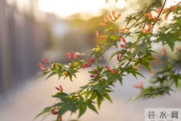 真正有福气的女人，婚姻多半不顺：她的归宿，从来不是婚姻