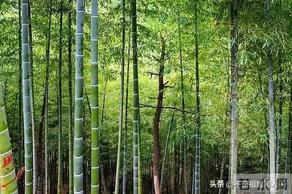 散文：冬天里的绿竹