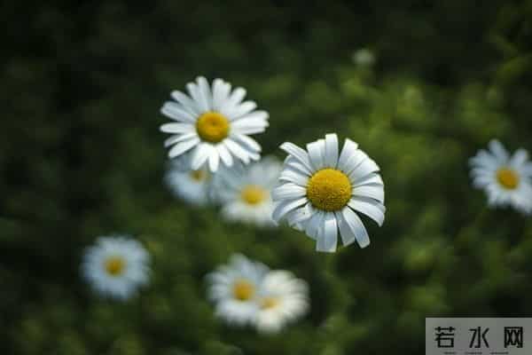 别让“蚊子”搅乱你的大象人生——认知升级，情绪自洽的生活智慧