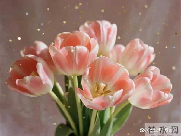 12月底，人面桃花，爱有余温，4星座魂牵梦绕，兜兜转转再回头！