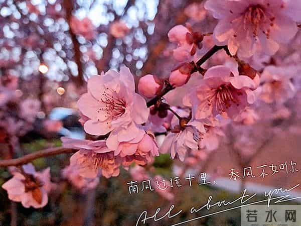 相思入骨,半生沉沦皆是你