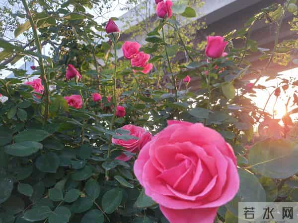 时来运转，你的好日子要来了