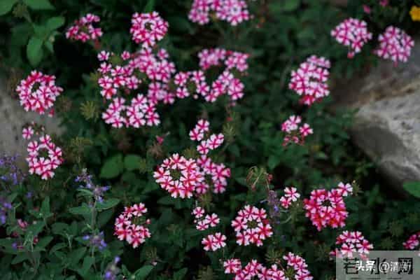 夫妻到了七十岁，还能同居，只有三种情况