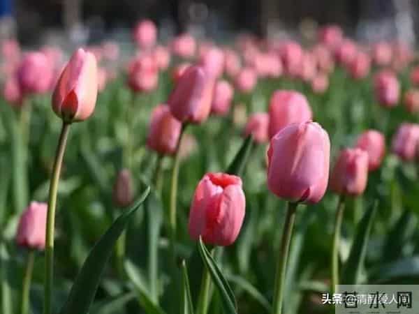 人性真相:女人问的2个问题,其实是在“倒追”你(男人别傻等)