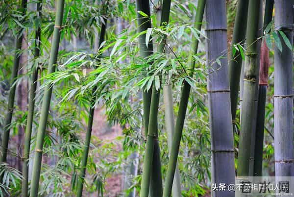 散文：冬天里的绿竹