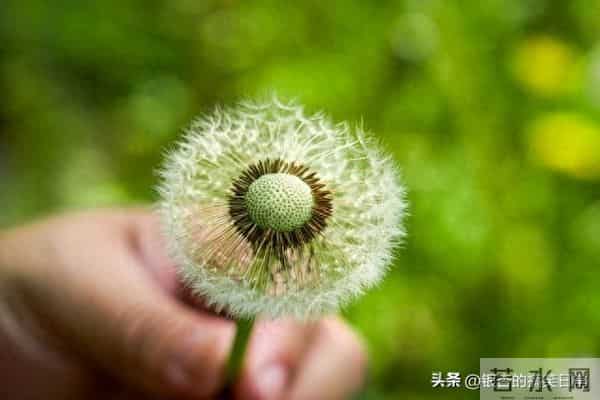 看看朋友最多,社交能力最强大的三大是座