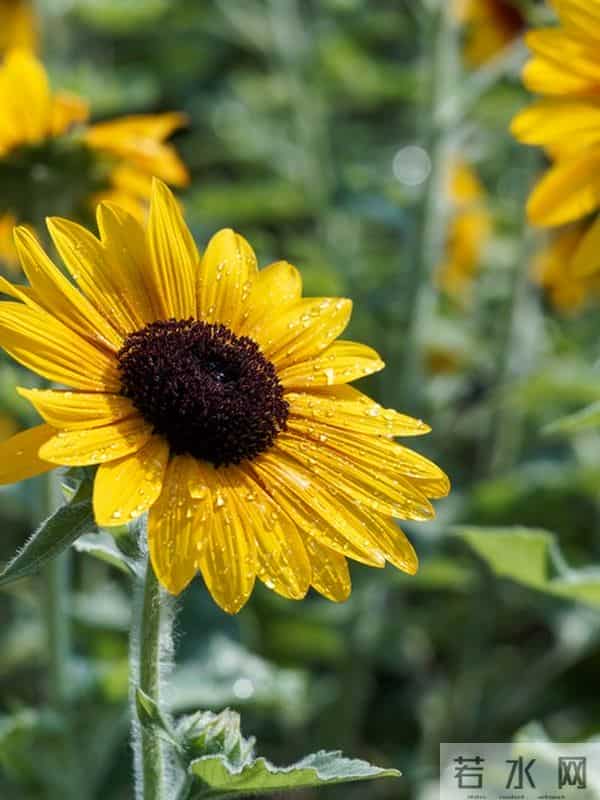 退休的婆婆的醒悟 不管儿媳对你亲不亲 守住这3条底线 晚年才有尊严