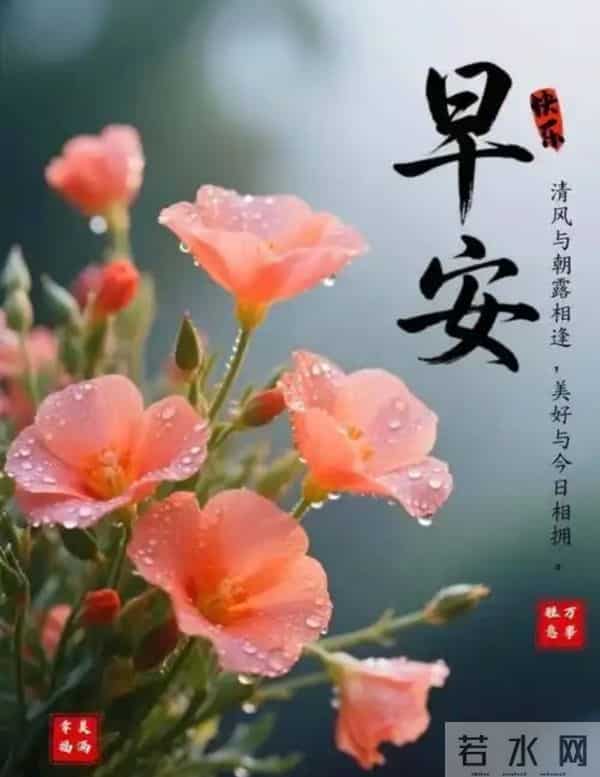 晨露缀花,早安致暖
