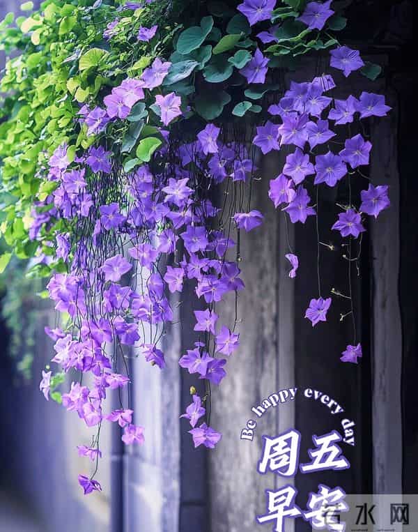 2025年12月5日早上好 早安周五愉快 早安精美美图温馨祝福语 早上好