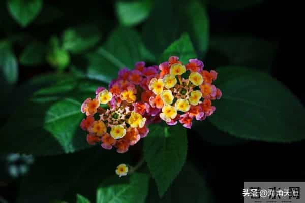 中年人最高级的成熟,不是息事宁人,不是强颜欢笑,而是是……